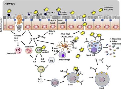 Insights Into Mucosal Innate Immune Responses in House Dust Mite-Mediated Allergic Asthma